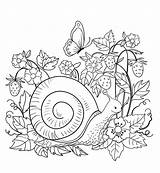 Snail Caracol Dibujosonline Coloringonly Categorias sketch template