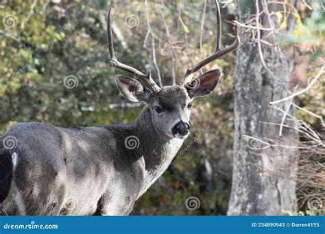 beautiful majestic male mule deer buck  northern california stock