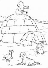 Arctic Coloring Pages Habitat Tundra Getcolorings Color Printable Print sketch template