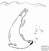 Seal Swimming Coloring Fur Drawing Pages Harp Animal Kids Color Getdrawings Printable Supercoloring Online sketch template