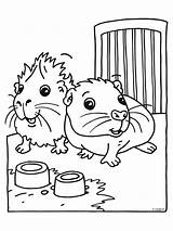 Guinea Meerschweinchen Ausmalbilder Cavia Hamster Malvorlagen Ausmalen Pigs Dieren Malvorlage Tiere Tegne Animaatjes Coloriages Nogen Gode Porc Guinee Kostenlose Schattige sketch template