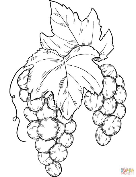 bunch  grapes coloring page  printable coloring pages