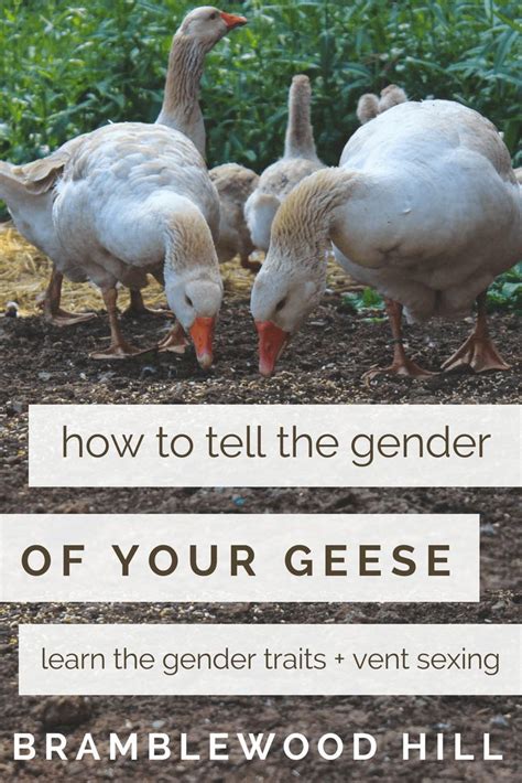 how to tell the gender of your goose or gander geese