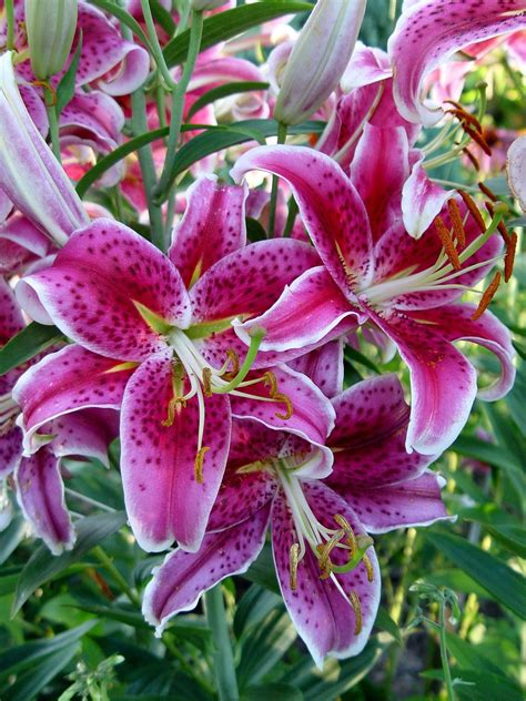 When S The Best Time To Transplant Stargazer Lilies