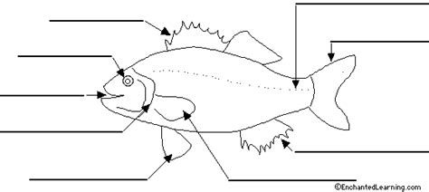 fish diagram  label fish anatomy animal study fish information