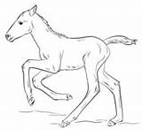 Foal Coloring Running Horse Cute Miniature Bird sketch template