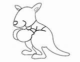 Boxing Kangaroo Coloring Coloringcrew sketch template