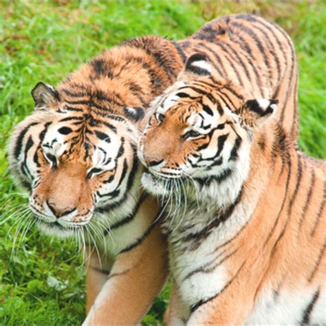 images   tiger  pinterest tiger tiger tiger cubs