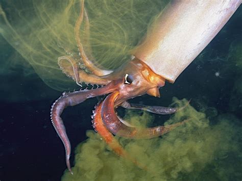 amazing squid national geographic society
