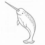 Narwhal Whale Everfreecoloring Unicorn sketch template
