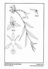 Renz Epidendrum Jany 1923 Alberti Allenii Ames sketch template