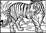 Realistic Tiger Pages Coloring Getcolorings sketch template