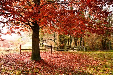 Hpniub set di 3 poster di moda con cornice,moderni poster da parete per soggiorno,rosa fiori quadri per stanza delle ragazze,arte stampe da . Stampe artistiche, quadri e poster con alberi, autunno, foglie, foresta