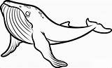 Mewarnai Sketsa Humpback Hewan Hitam Laut Paus Whales Desenhar Baleia Kumpulan Cari Coloringbay Draw Popular sketch template