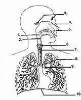 Respiratory Unlabeled Printable 1480 Highlands Edu sketch template