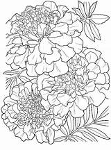 Marigold Marigolds Colorare Adult Desene Fonte Imprimat sketch template