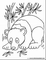 Coloring Pages Bamboo Panda Bear Cute Forest Getdrawings Getcolorings Colorings sketch template