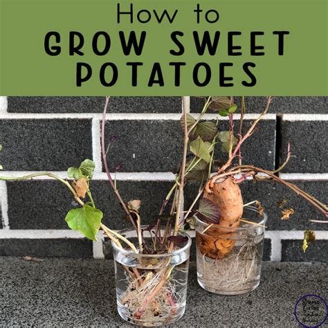 grow sweet potatoes simple living creative learning