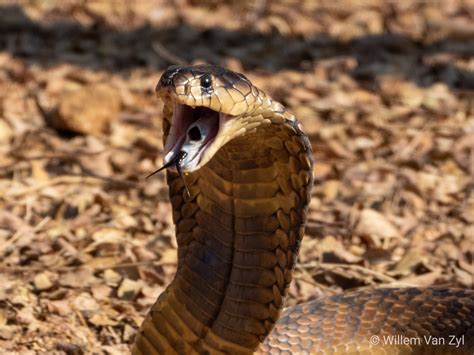 snouted cobra naja annulifera  gauteng south africa dangerously venomous rsnakerescue