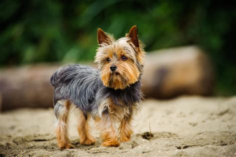 yorkshire terrier caracteristicas  personalidad de la raza de perro yorkie