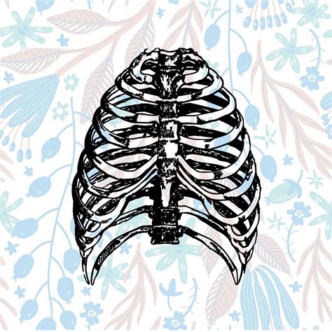 rib cage papercut template svg human anatomy bones skeleton etsy