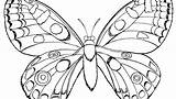Coloring Butterfly Pages Printable Print Monarch Caterpillar Color Cartoon Life Adults Pdf Cocoon Blue Simple Cycle Small Getcolorings Hard Butterflies sketch template