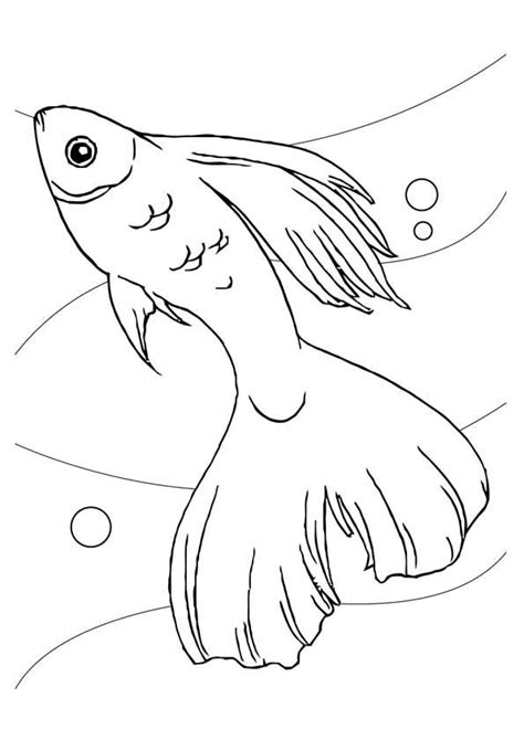 print coloring image momjunction fish coloring page  coloring