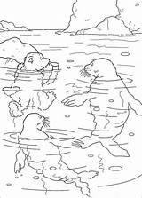 Coloring Polar Bear Pages Little Swimming Lars Book Walrus Seals Info Kids Fun Supercoloring Choose Board Printable sketch template