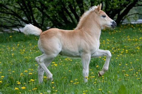 ponies   care majestic horse