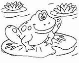 Ranita Estanque Sentada Frog sketch template