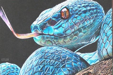realistic snake drawing images   draw  realistic snake snake drawing step