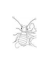 Coloring Louse Pages Lice Loose Roams Warrior Template sketch template