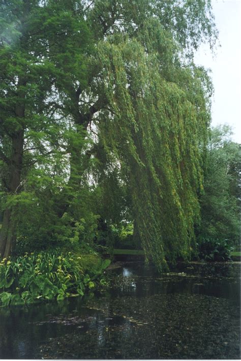 willow tree pictures  images  willow trees