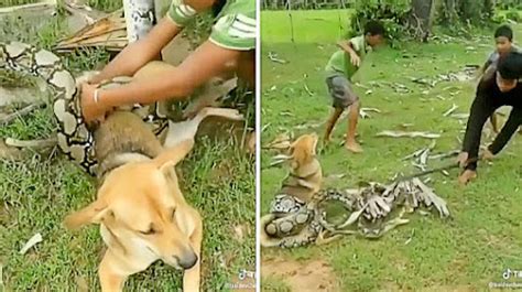 brave boys fight   big snake  sticks  leaves   snake wraps