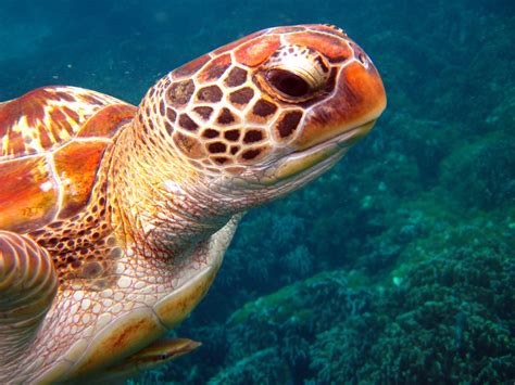 similan turtles gallery andaman snorkel discovery
