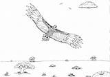 Wedge Tailed Eagle Pages Drawing Coloring Robin Great Soaring sketch template
