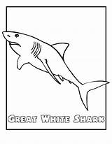 Coloring Pages Printable Shark Great Endangered Animals Kids Animal Color Ocean Sharks Print Printables Tiger Drawing Easy Sheets Sheet Cartoon sketch template