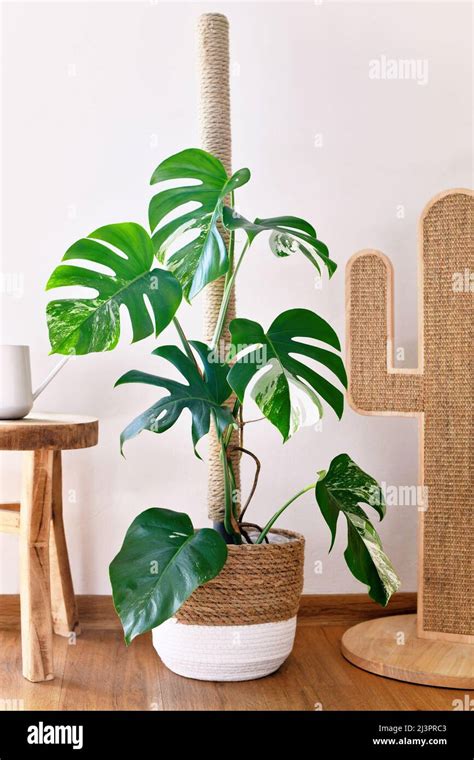 Tropical Monstera Deliciosa Variegata Houseplant With White Spots On
