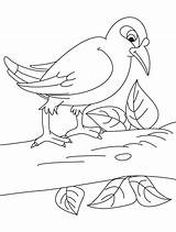 Coloring Myna Bird Branch Sitting Designlooter Pages 2kb Kids sketch template
