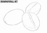 Draw Coffee Bean Beans Drawingforall Each Fissure Rim Lower Edge Center Also sketch template