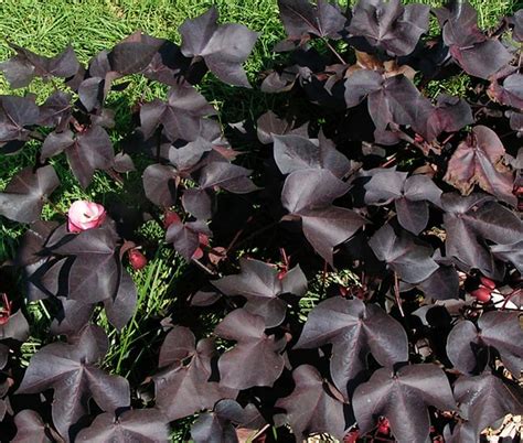 find black cotton plants   specialty nurseries cape gazette