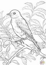 Bluebird Missouri Colorare Supercoloring Disegno 1020 Sheets Animais sketch template