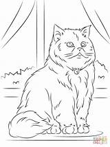 Coloring Pages Cat Persian Printable Persain Sitting sketch template