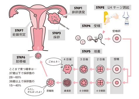 排卵 から 受精 まで 💅 射精から受精までの時間は？精子と卵子が出会うのはいつ？