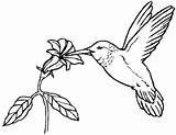 Beija Colorir Hummingbird sketch template