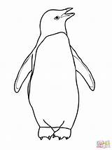 Penguin Coloring Pages Printable Penguins Drawing Adelie Outline Kids Colouring Pinguin Chinstrap King Clipart African Emperor Easy Color Print Draw sketch template
