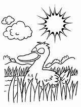 Pato Estanque Sunbathing Swamp Relaxing Patos sketch template