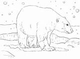 Polar Bear Coloring Adult Pages Salmon Drawing Bears Supercoloring Printable Brown Main Catch Step Kids Getdrawings Skip sketch template