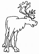 Caribou Colorat Caribu Planse Disegno 1549 Cerb Animali Coloriages Colorear Gifgratis Desene Printat Castores Prend sketch template