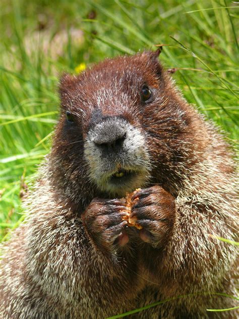 moocher marmot  slowbutsteady jungledragon